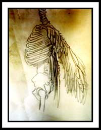 Winged skeleton